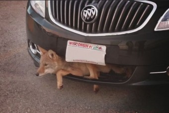 8 bizonyíték, hogy az állatok elképesztő túlélők