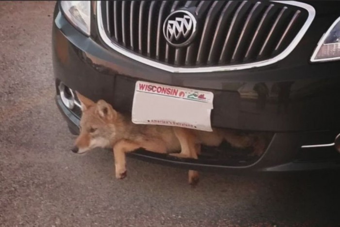 8 bizonyíték, hogy az állatok elképesztő túlélők