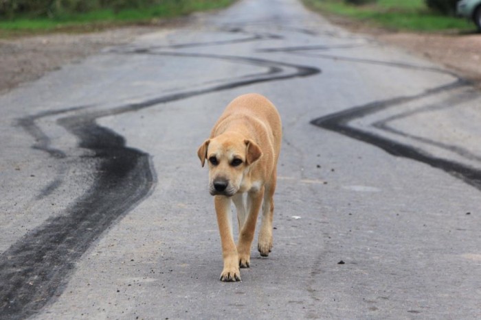 Dühös Rába randalírozott a csirketelepen 10