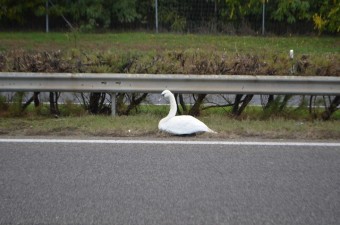 Nem fogod elhinni, mi okozott balesetet az M1-esen