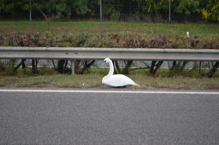 Nem fogod elhinni, mi okozott balesetet az M1-esen 3