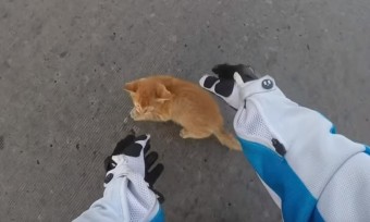 Szívmelengető: kiscicát mentett a motoros lány