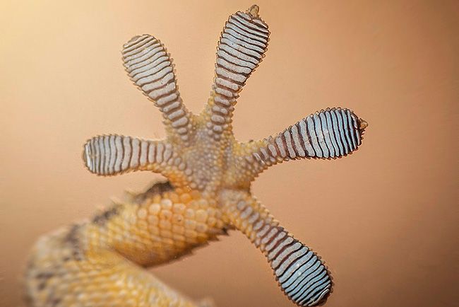 A gekkók talpát másolja a Ford