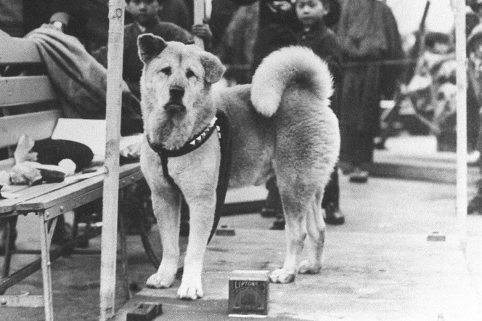Rend a káoszban 19 Hacsikóról még életében fotó is készült. Bár eleinte az emberek nem voltak barátságosak vele, később megszerették hűségéért, és gondját viselték, majd halála után szobrot is emeltek neki. A hűség szobrát...