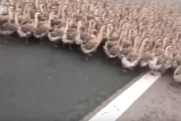 1300 libát terelt az autópályára a kínai pásztor