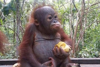 F1: Hamilton beleszeretett egy majomba