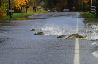 Hihetetlen: halak haladtak át az úton