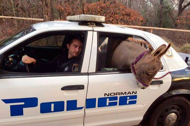 Szamarat ültettek egy rendőrautó hátsó ülésére