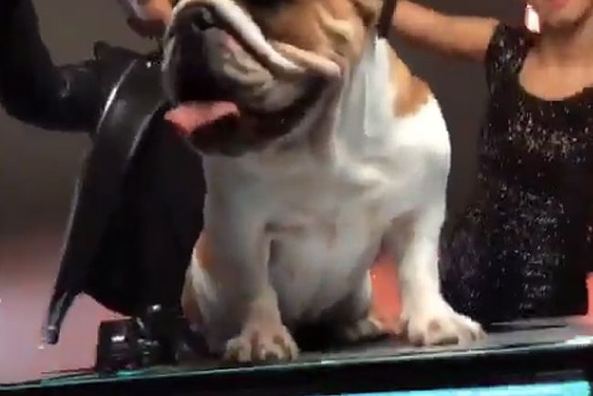 F1: Hamilton DJ-t csinált a kutyájából