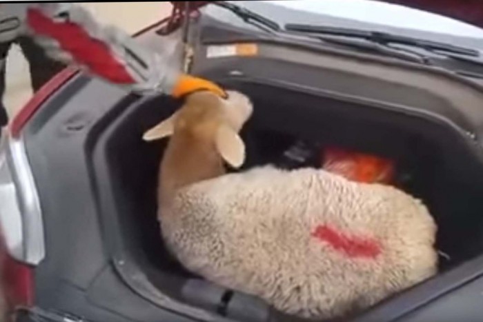 Erre sosem számítanál egy Tesla csomagtartójában