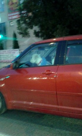 Autót vezető kutyát fotóztak Szegeden 3 | Vezess Kutya és telefonáslás együtt - szép bírság járna érte