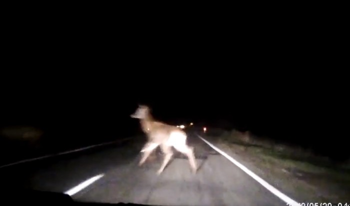 Ilyen testközelből a vadveszély