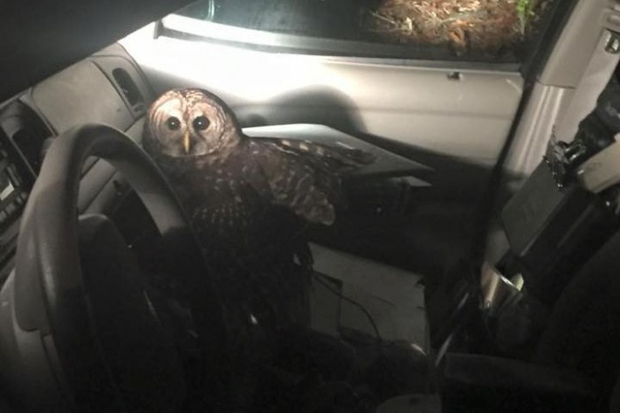 Rendőr nem rémült még ekkorát