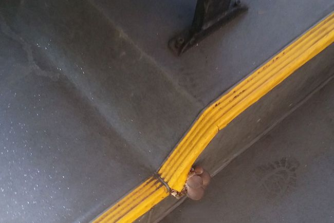 Gomba nőtt a 27-es buszon