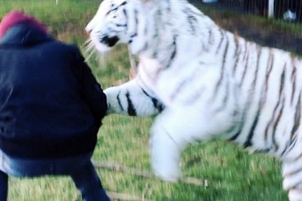 Levideózták Hamiltont egy tigrissel