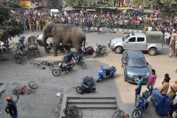 Fotókon az autógyilkos megvadult elefánt 4 | Vezess Fotókon az autógyilkos megvadult elefánt 4