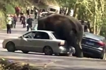 Parkoló autókat tapos szét egy elefánt Kínában 