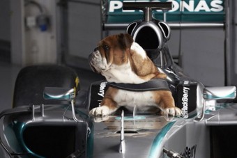 F1: Hamilton kutyája is beült a Mercedesbe