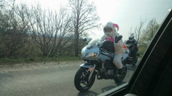 A nap képe: nyuszi vezette a motort a Szentendrei úton