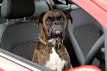 Kutya dolog a parkolás a Corsában