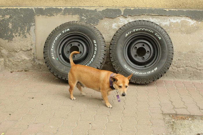 Krinolinkutya pózol az elkészült, csinos felnik előtt. Nem meri lepisilni