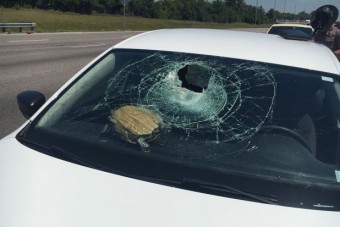 Repülő teknős szakította át a szélvédőt