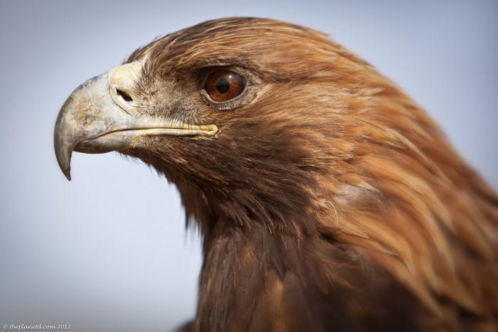 Sasszemű vagy? Segíts a rendőrségnek!