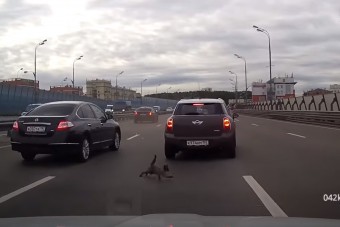 Kiscica okozott káoszt az autópályán