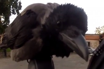 Varjú falta fel az autót