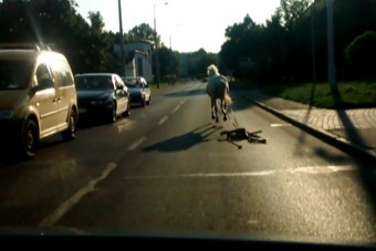 Az autók között vágtázott egy ló Borsodban