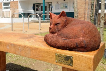 Emlékművet emeltek az elgázolt macskának