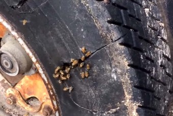 Felvágta a gumit, és valami elképesztőt talált