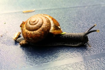 Csiganyálon borult fel a Trabant, és ez nem vicc