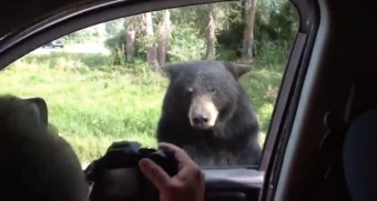 Nem vicces, amikor a medve nyitja ki az ajtót