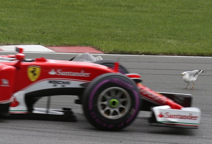 F1: Az öngyilkos sirályok miatt nem nyert Vettel?