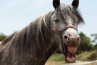 Kisbuszban szállította lovát a derék gazda