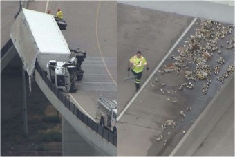 Sör hullott az égből az autópályára