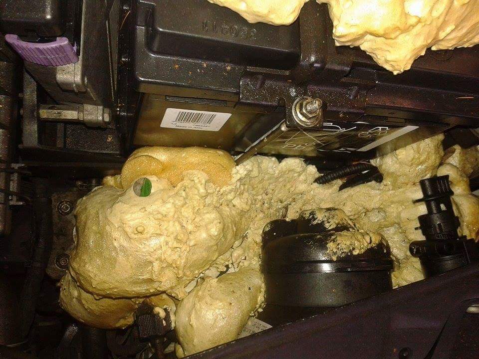 12670900_487116301473379_8770812560730484175_n