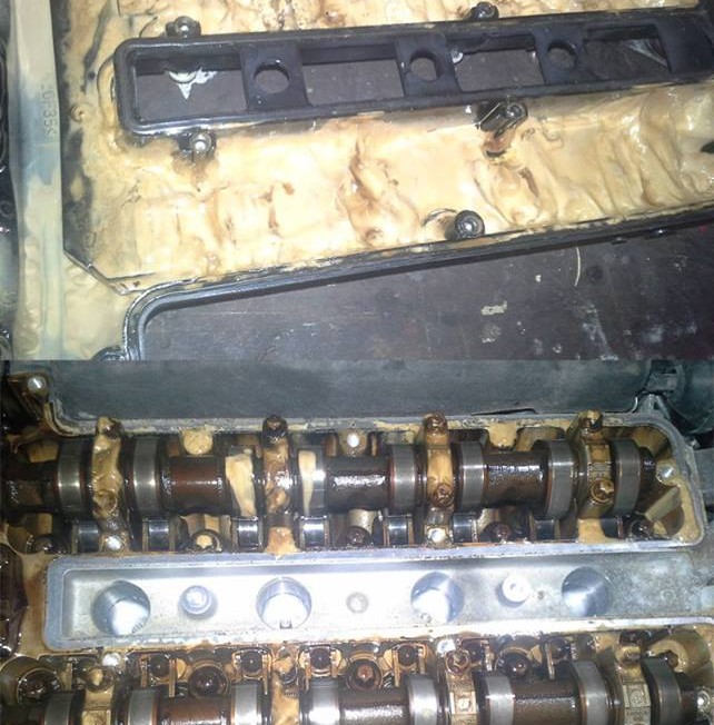 19 fotónyi házi kendács hoz garantált röhögést 9 13686684_1218558294843279_8257623179240369644_n