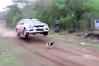 Pályán kóborló kutya felett ugratott át a raliautó