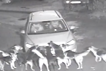 Megvadult kutyák téptek szét egy autót