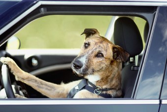 Kutyák karamboloztak, nincs itt semmi látnivaló