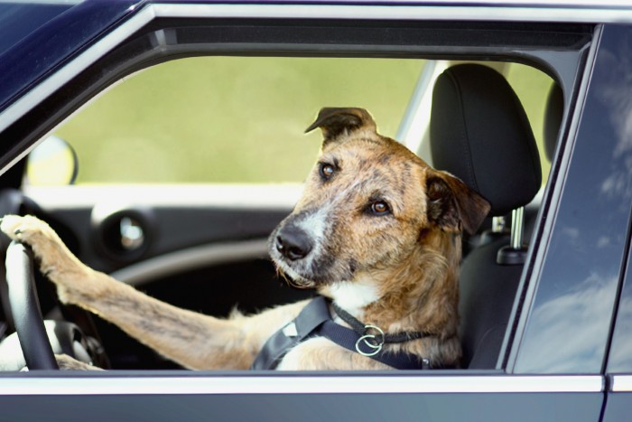 Kutyák karamboloztak, nincs itt semmi látnivaló