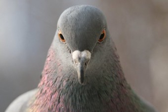 Galambbal ütközött, szörnyethalt a motoros