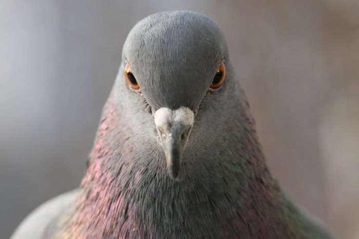 Galambbal ütközött, szörnyethalt a motoros