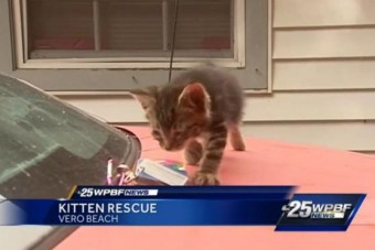 Feláldozta kocsiját, hogy mentse a kiscicát