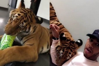 F1: Videón, ahogy Hamiltonra tigris támadt