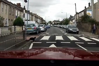 Ez a macska nyerte a hét videója díjat