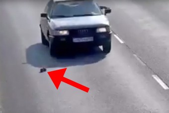 Itt a bizonyíték, hogy a macskáknak 9 életük van