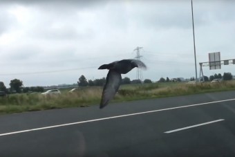 A nap videója: mit művel ez a galamb!?